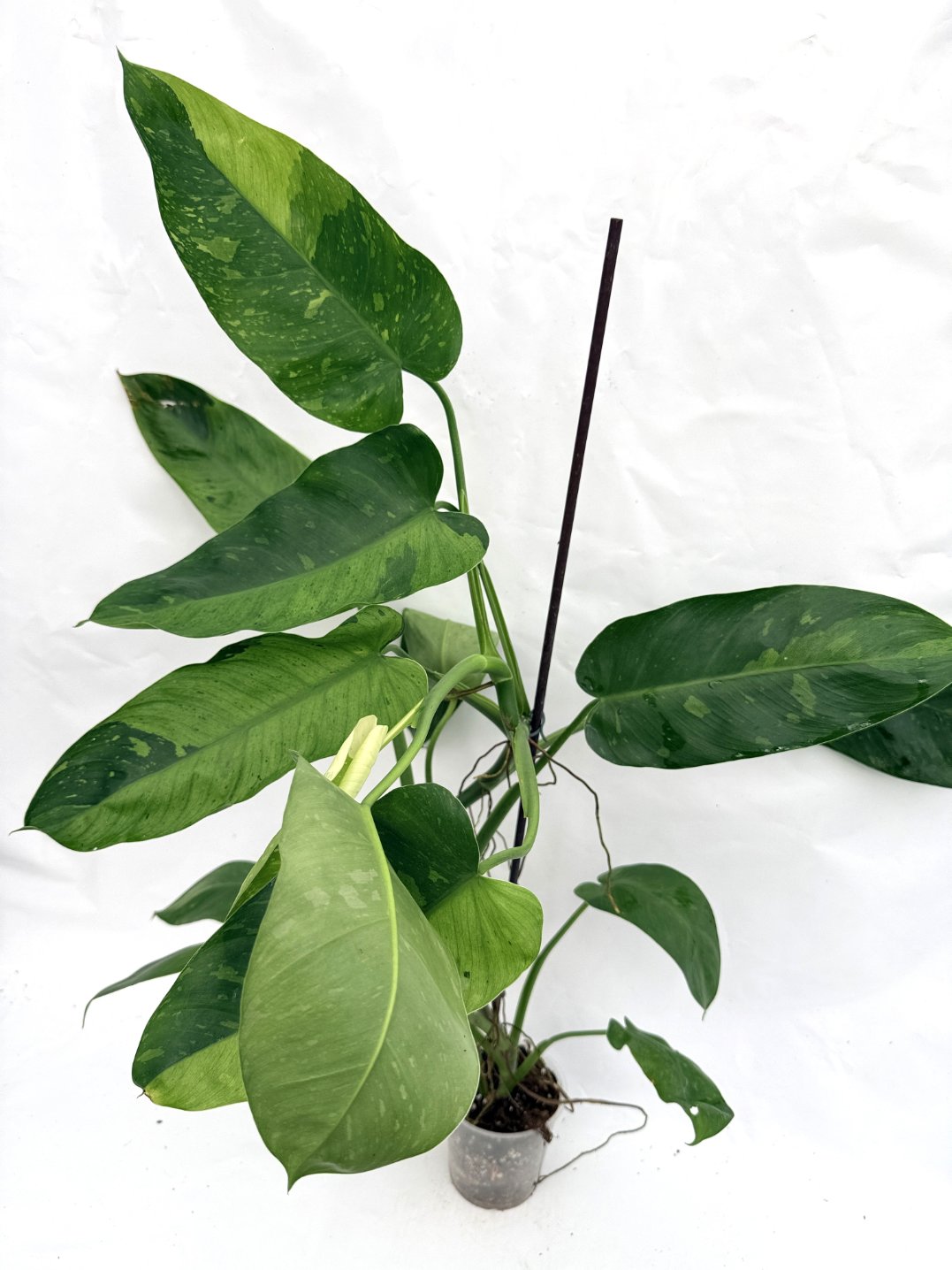 Philodendron_jose_buono