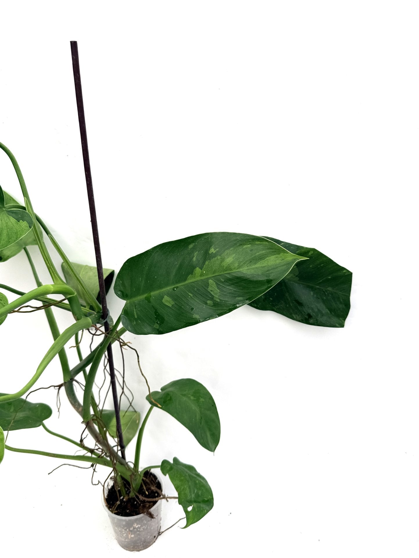 Philodendron_jose_buono