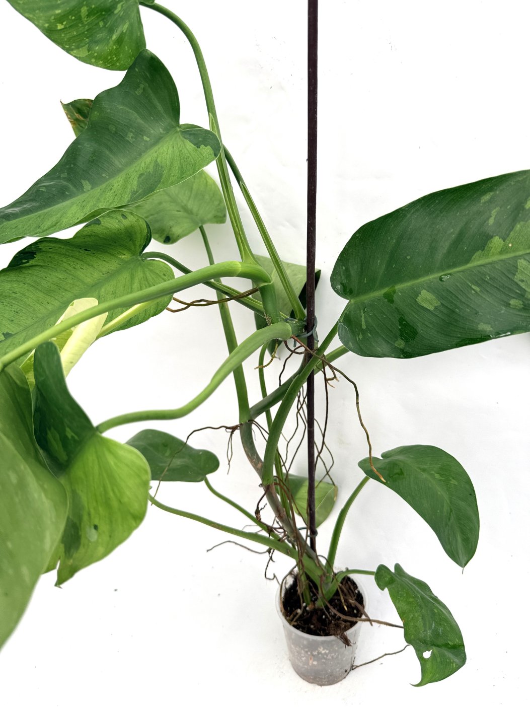 Philodendron_jose_buono