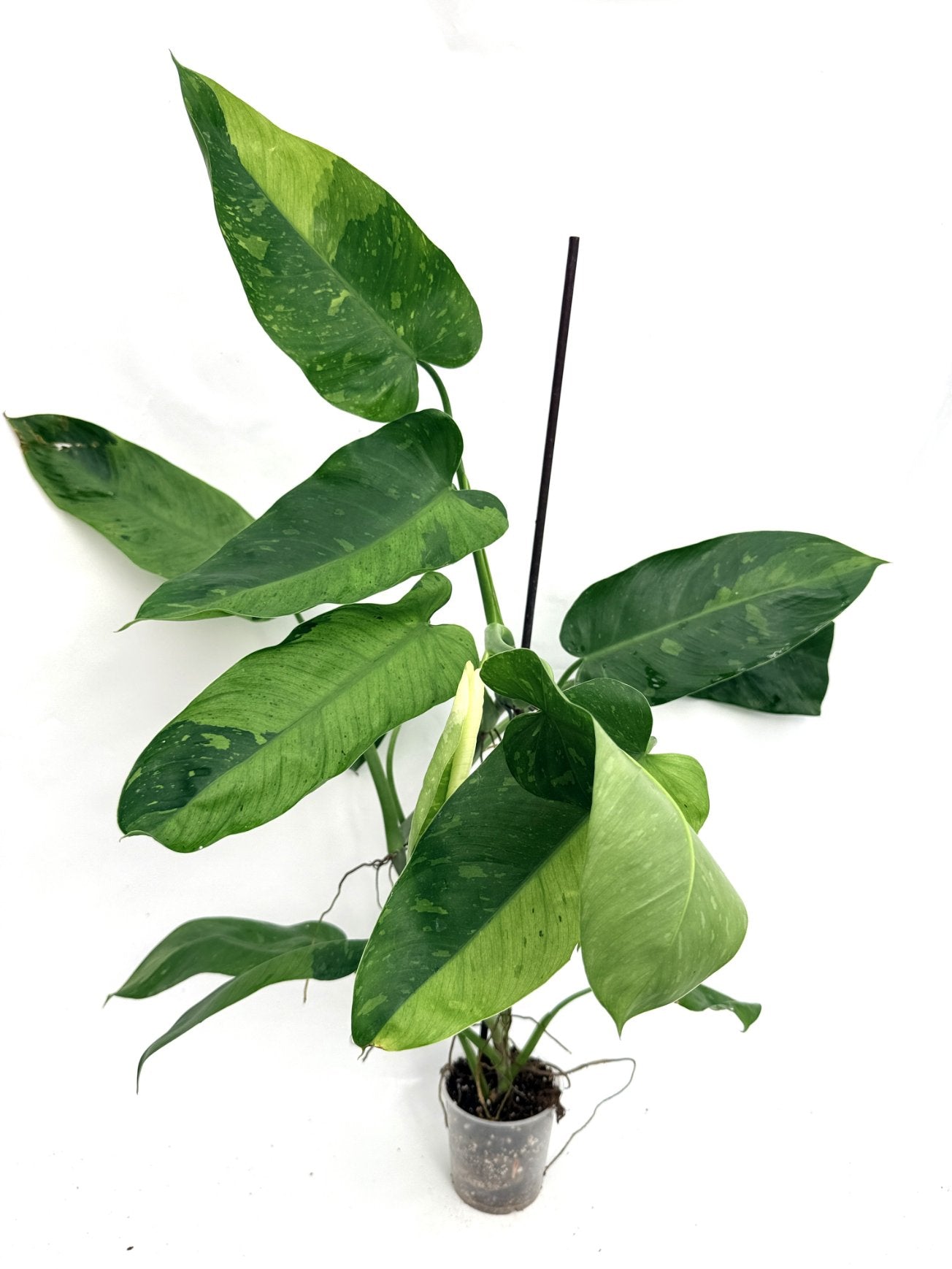 Philodendron_jose_buono