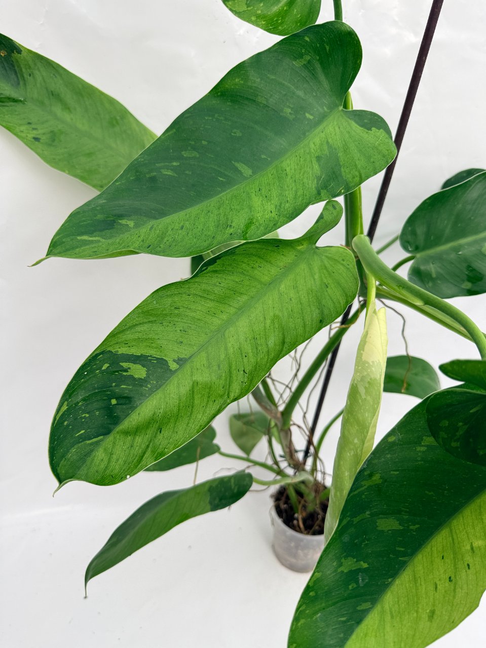Philodendron_jose_buono