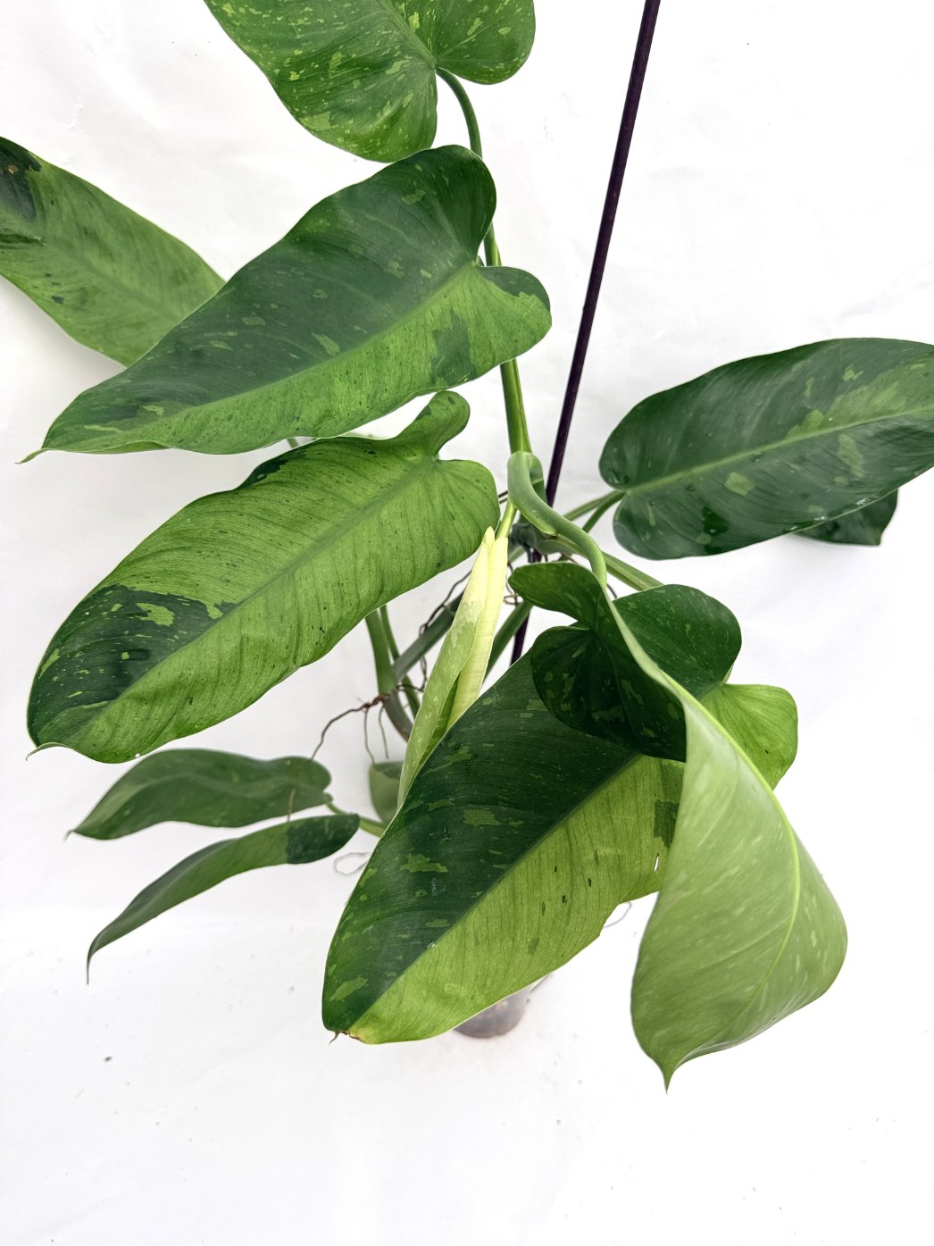 Philodendron_jose_buono