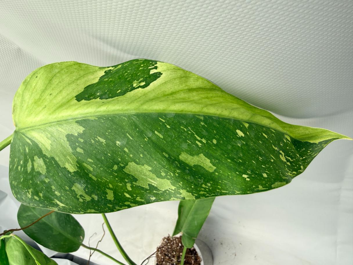 Philodendron Jose Buono variegata XL 9