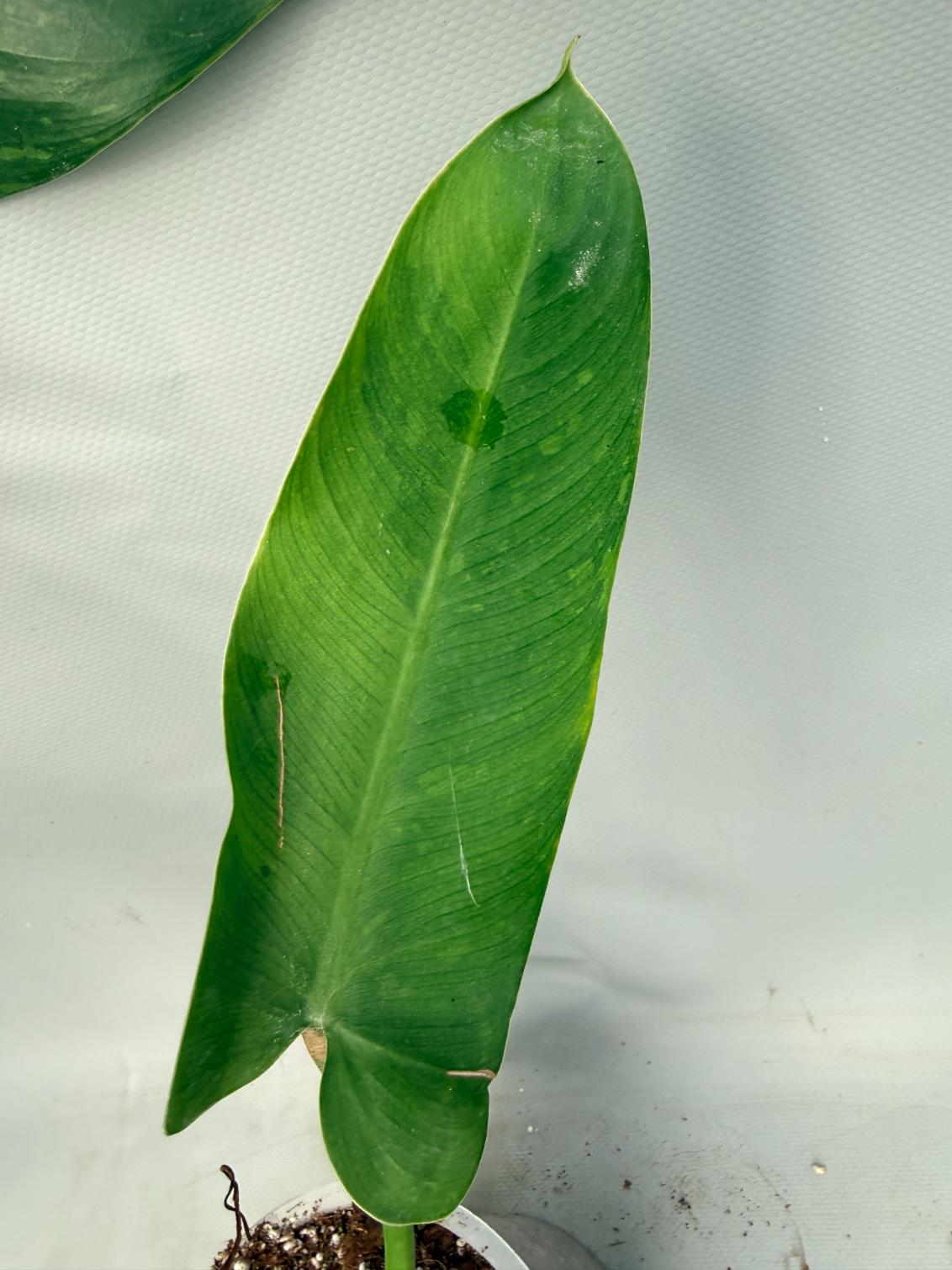 Philodendron Jose Buono variegata XL 11