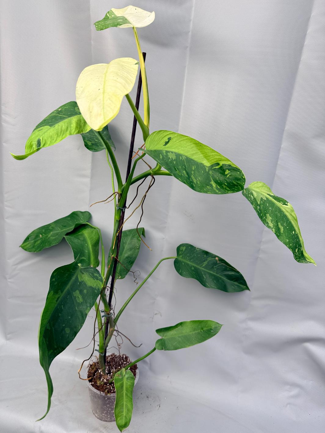 Philodendron Jose Buono variegata XL 1