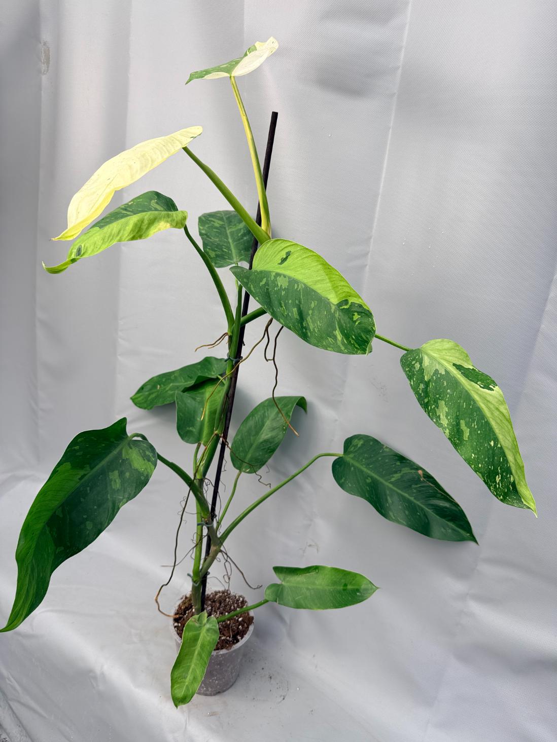 Philodendron Jose Buono variegata XL 3