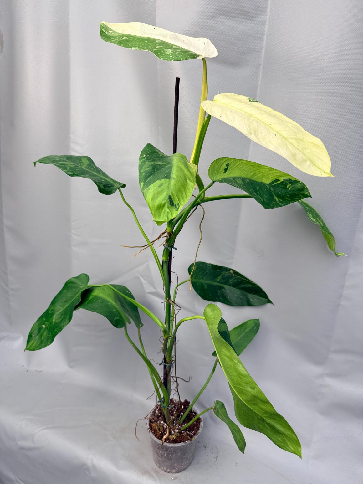 Philodendron Jose Buono variegata XL 5