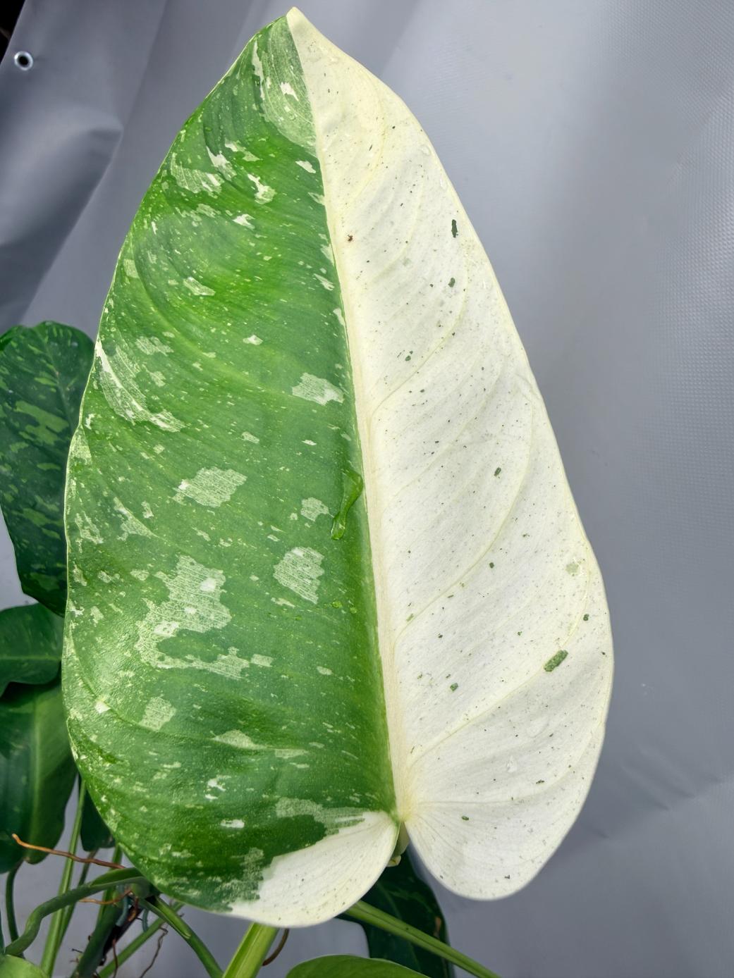 Philodendron Jose Buono variegata XL 2
