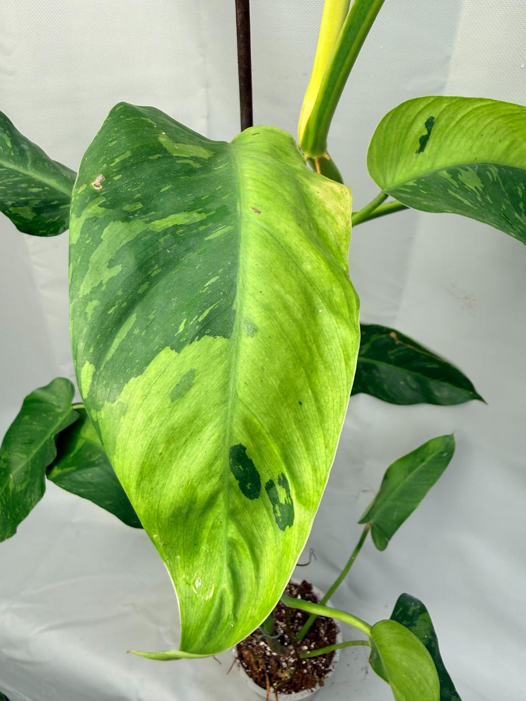 Philodendron Jose Buono variegata XL 6