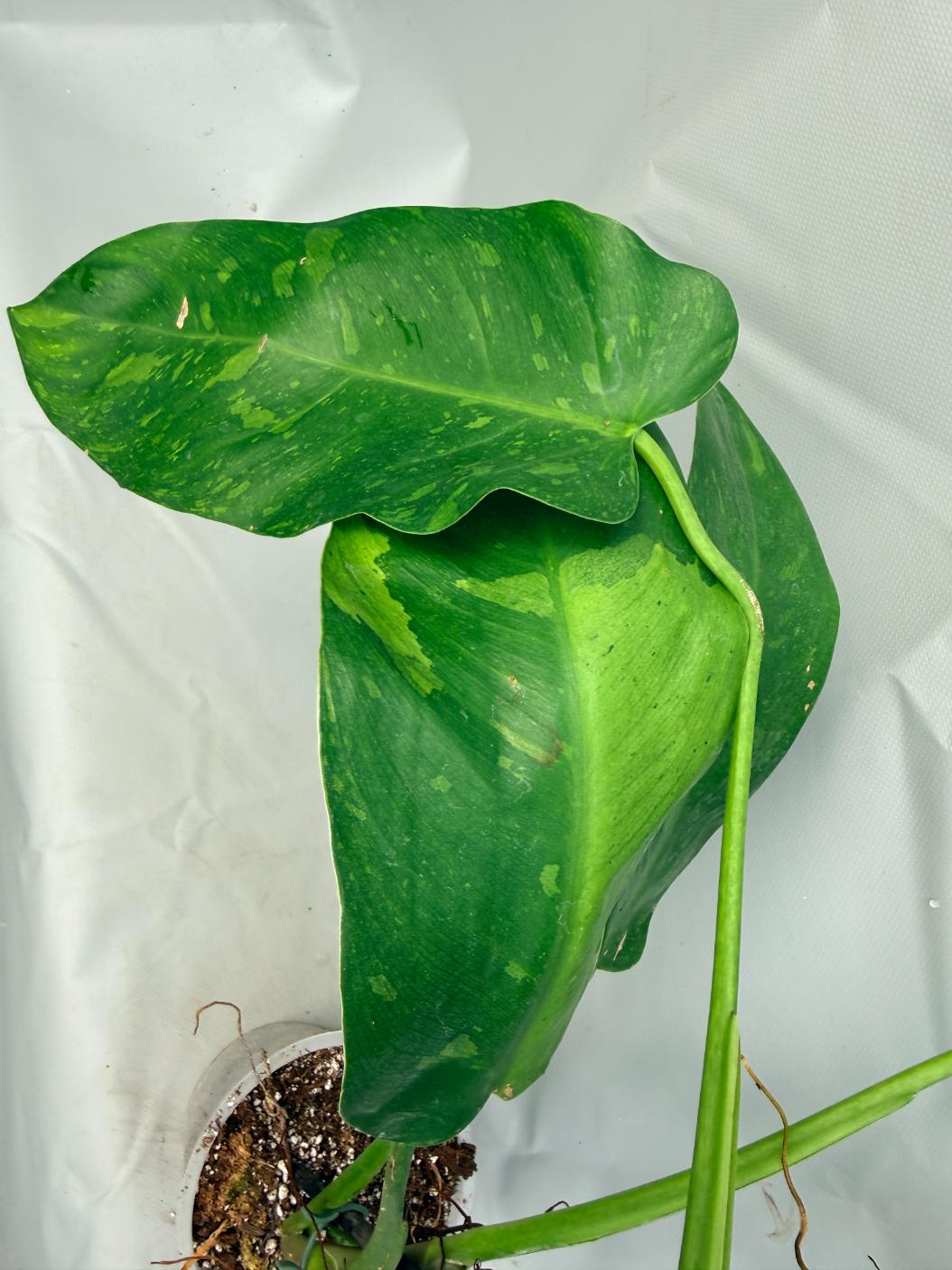 Philodendron Jose Buono variegata XL 7