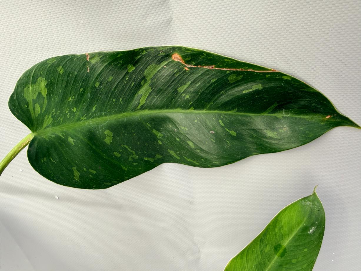 Philodendron Jose Buono variegata XL 8