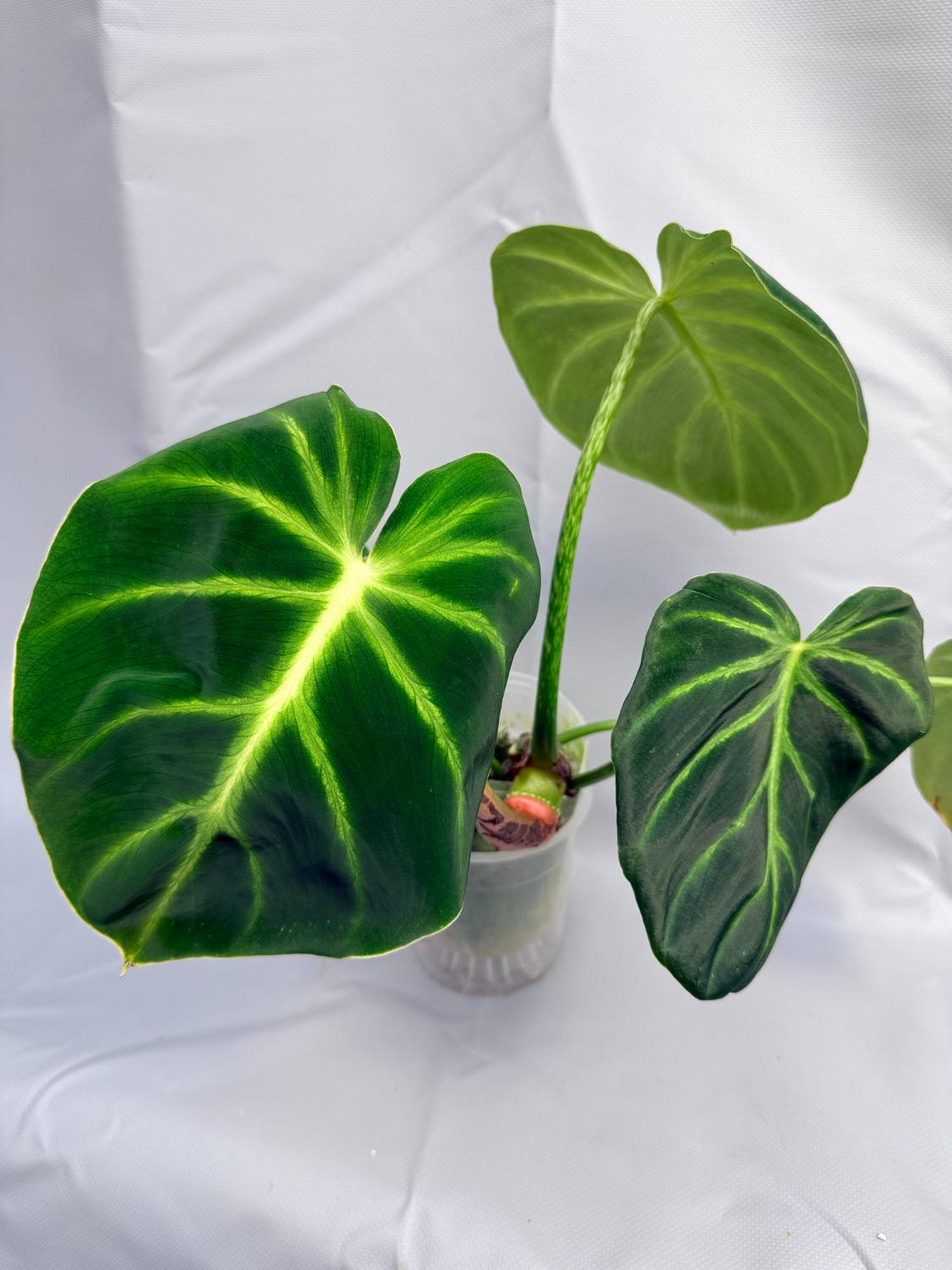 Philodendron Luxurians 1