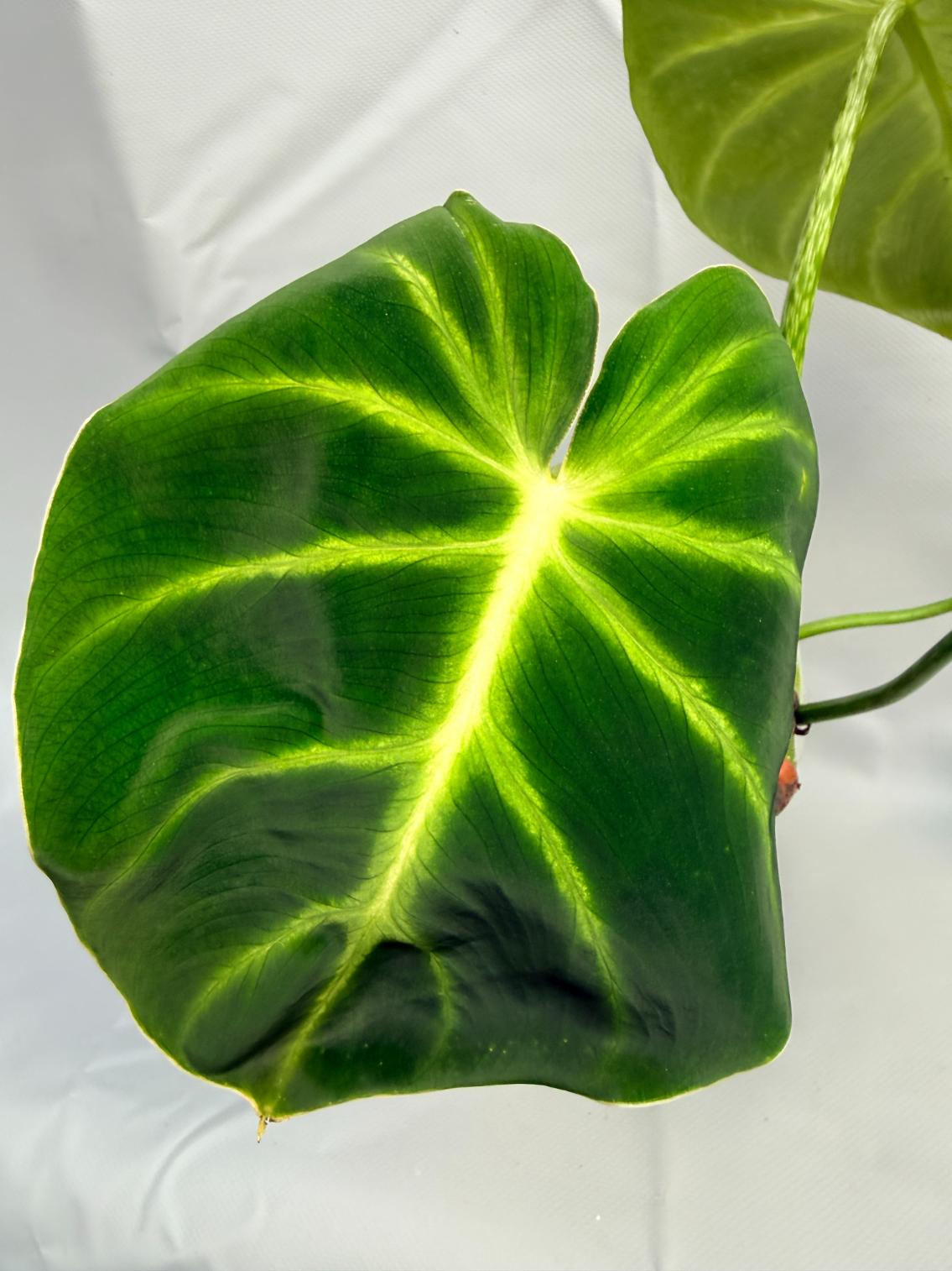 Philodendron Luxurians 2