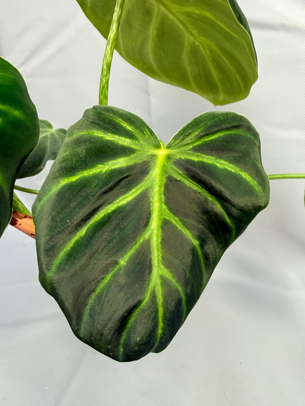 Philodendron Luxurians 3