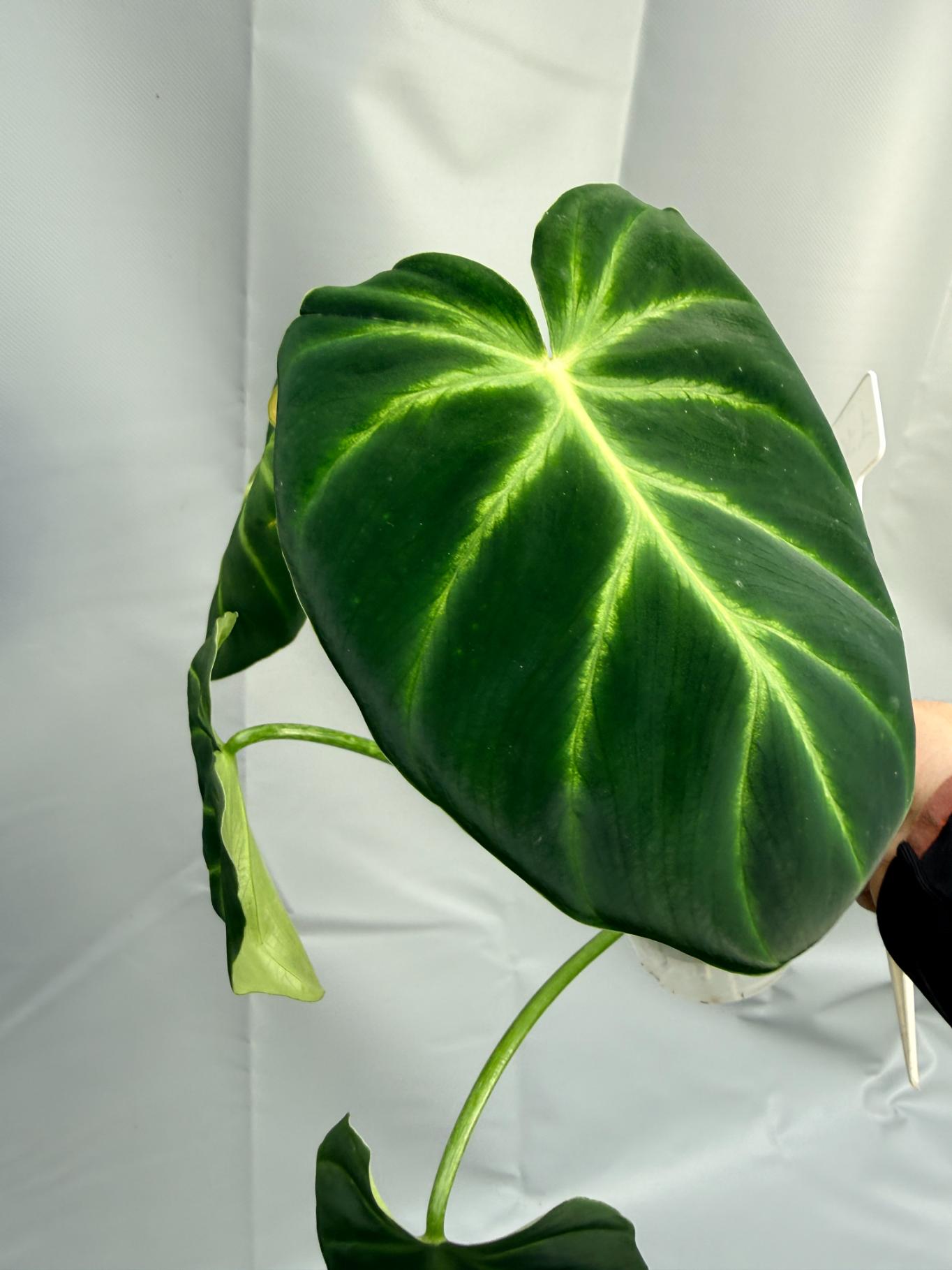 Philodendron Luxurians 5