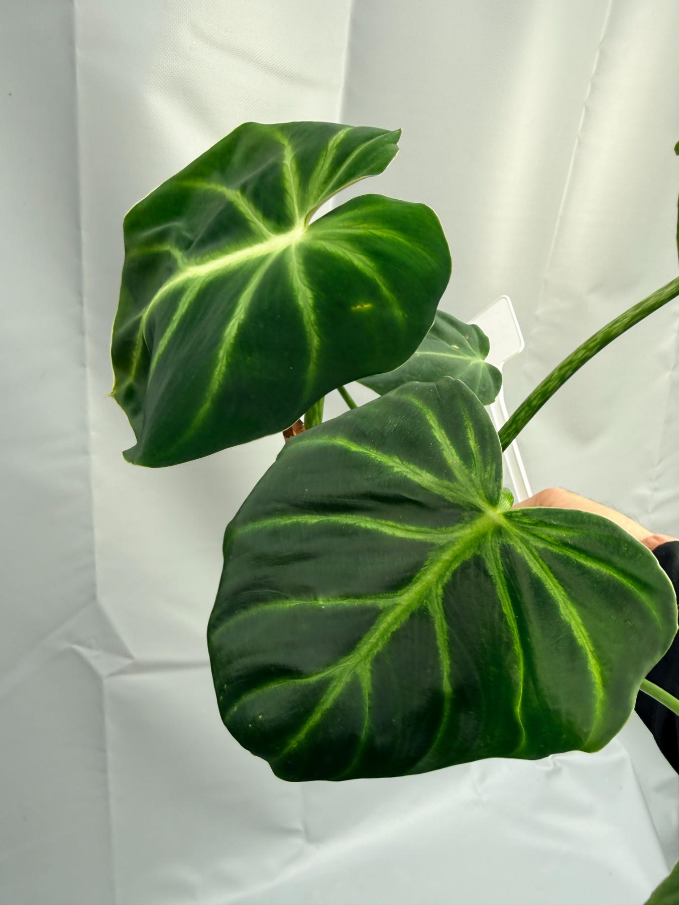philodendron lux Philodendron Luxurians