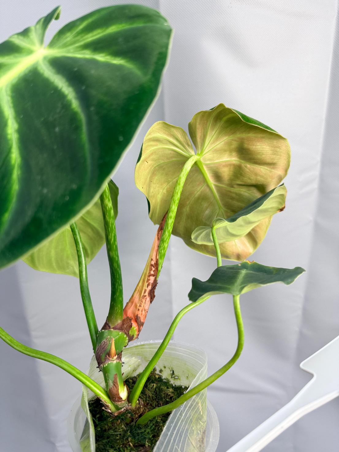 philodendron luxurians care Philodendron Luxurians