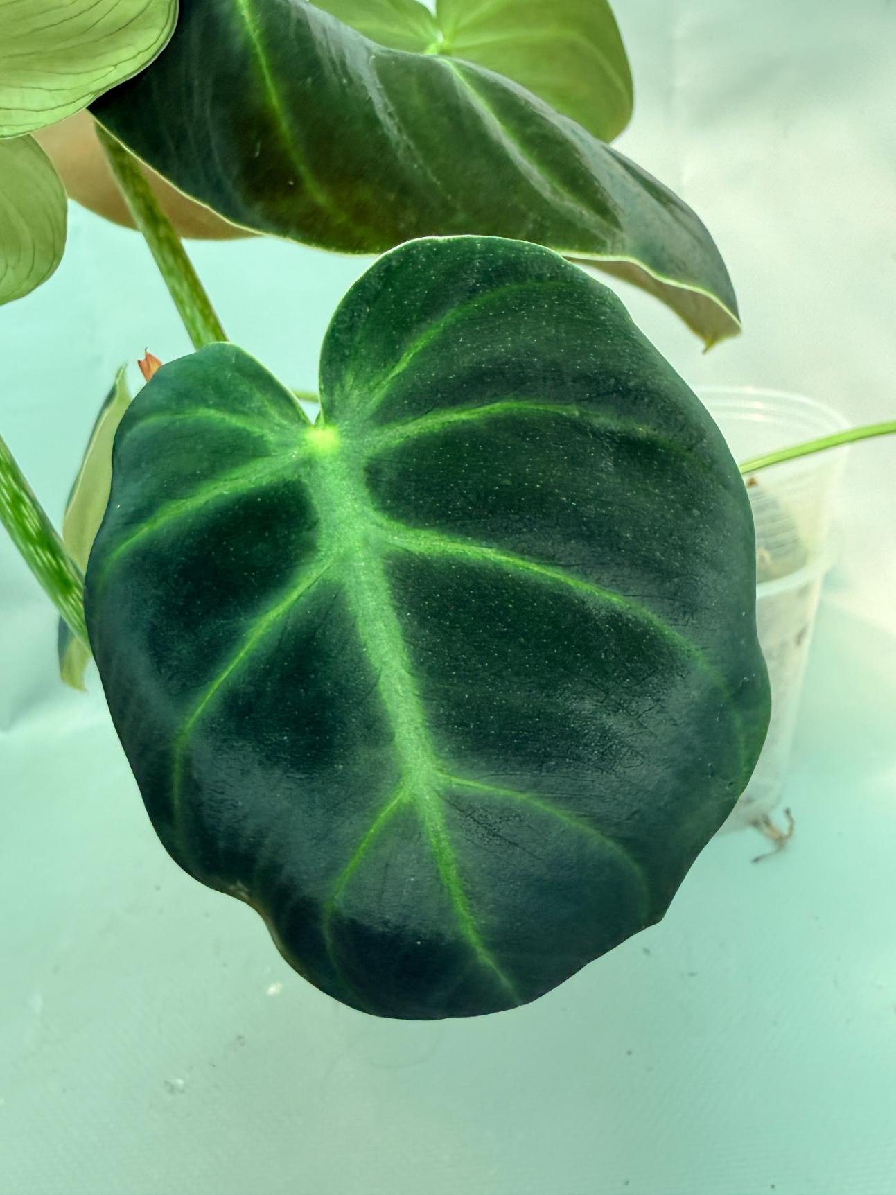 Philodendron Luxurians