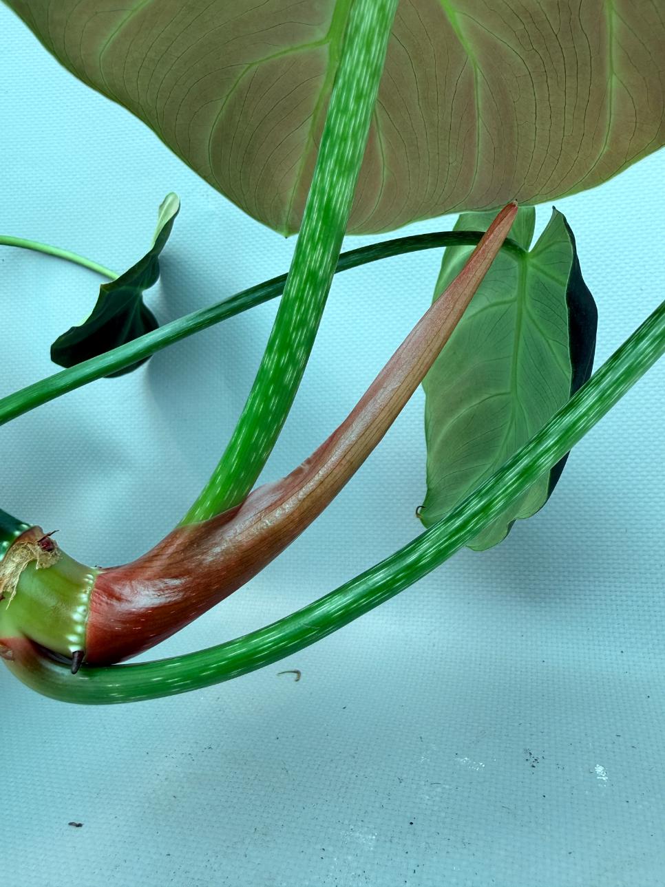 Philodendron Luxurians