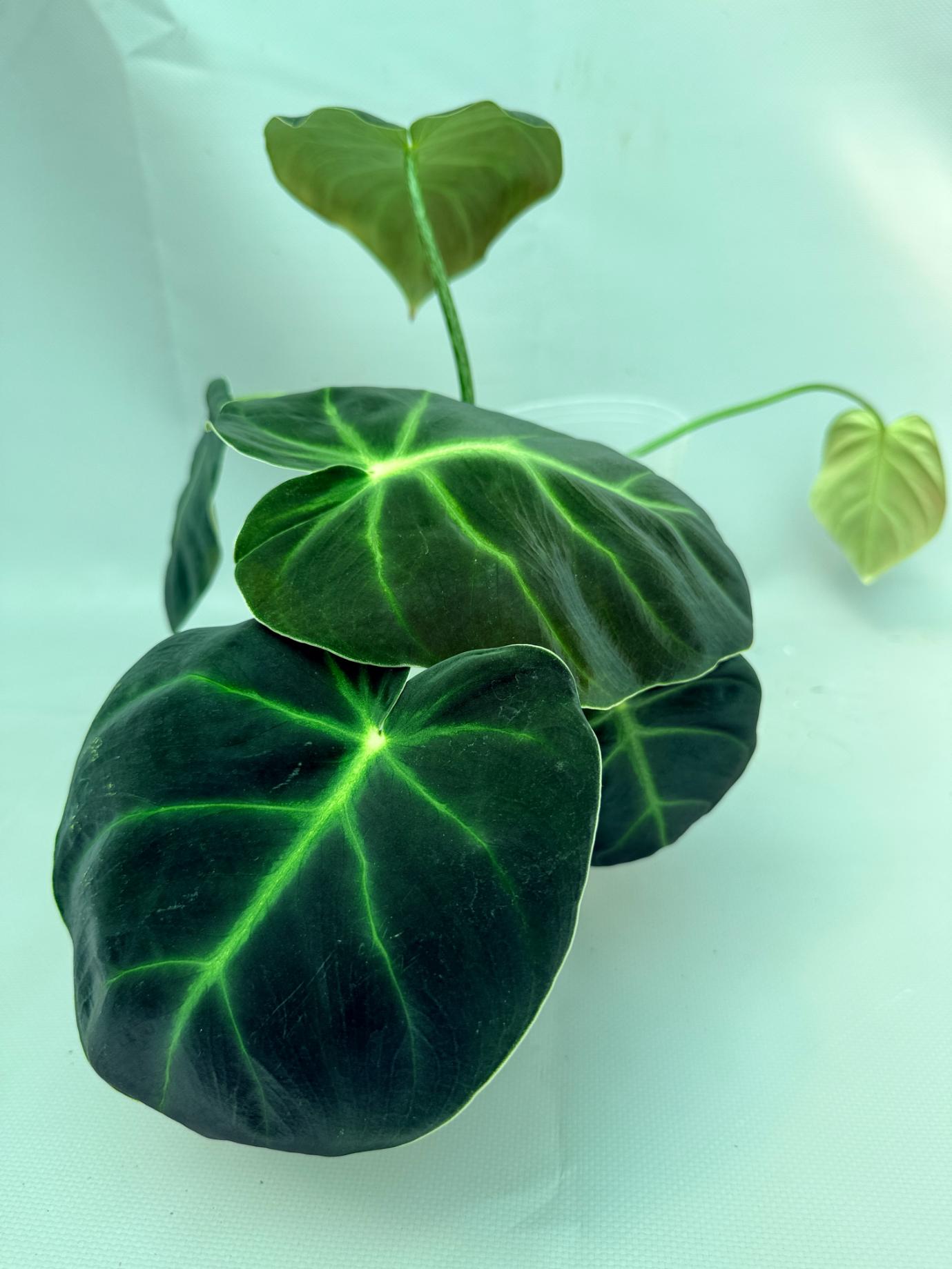 Philodendron Luxurians