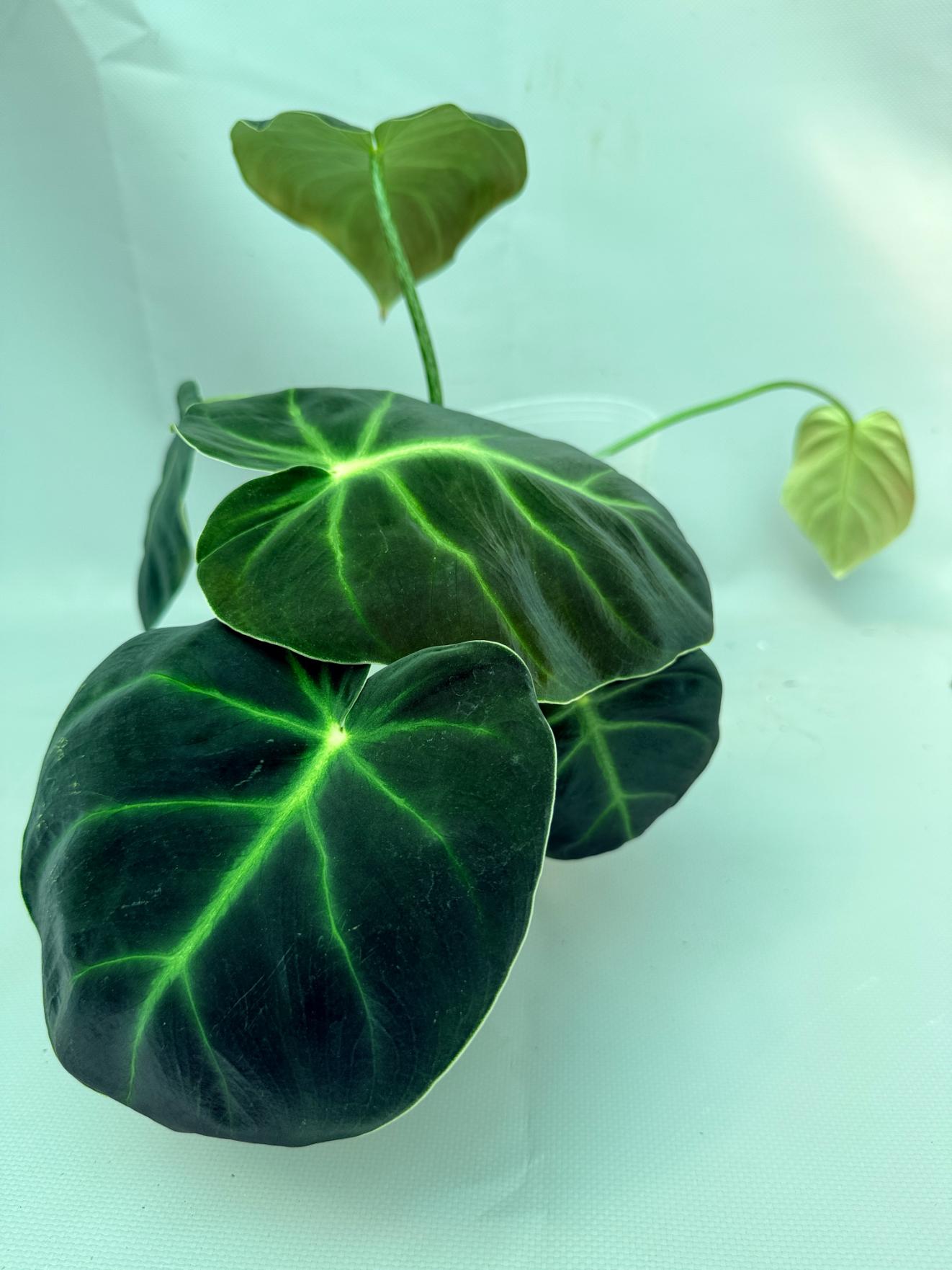 Philodendron Luxurians