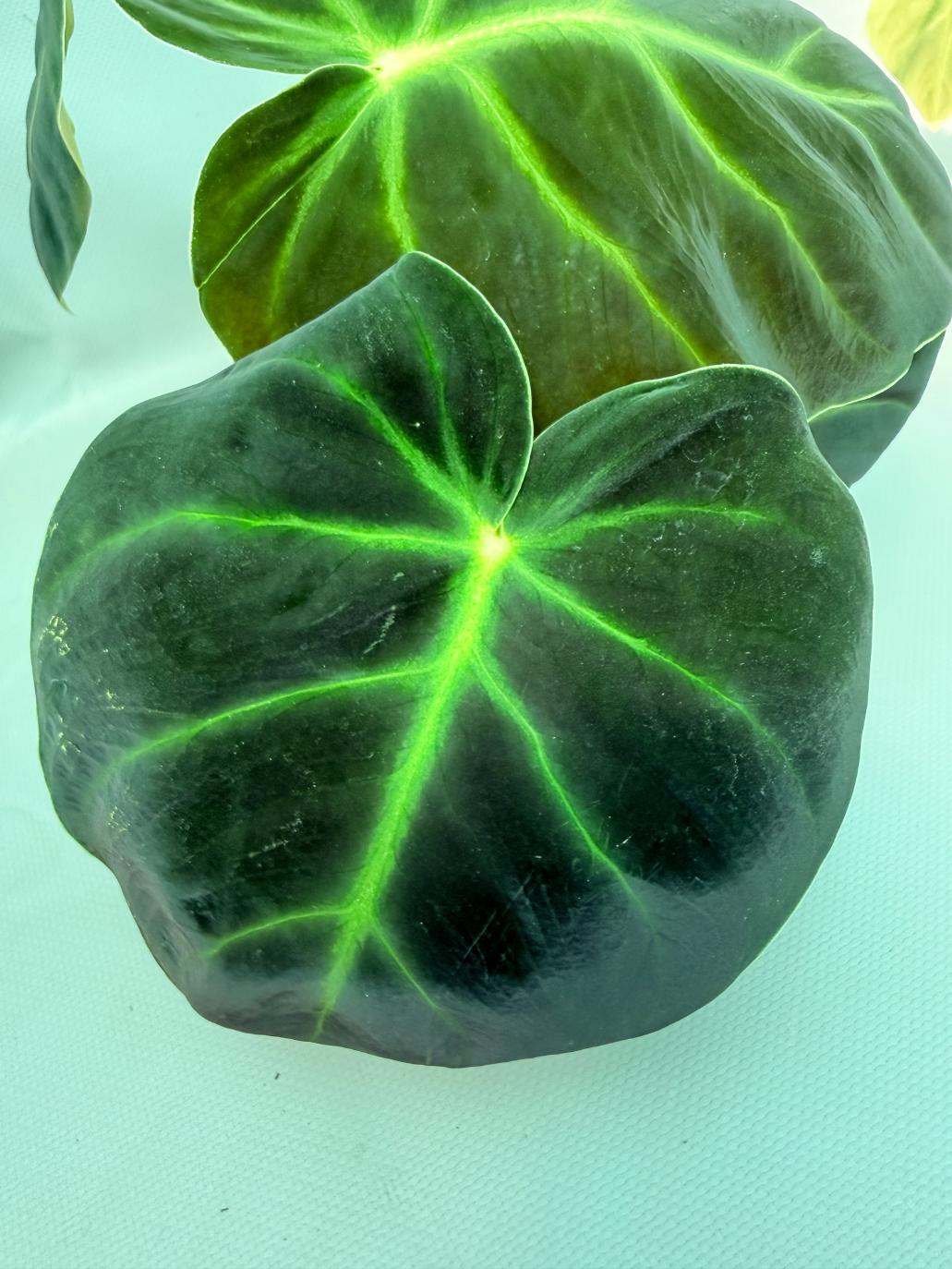 Philodendron Luxurians