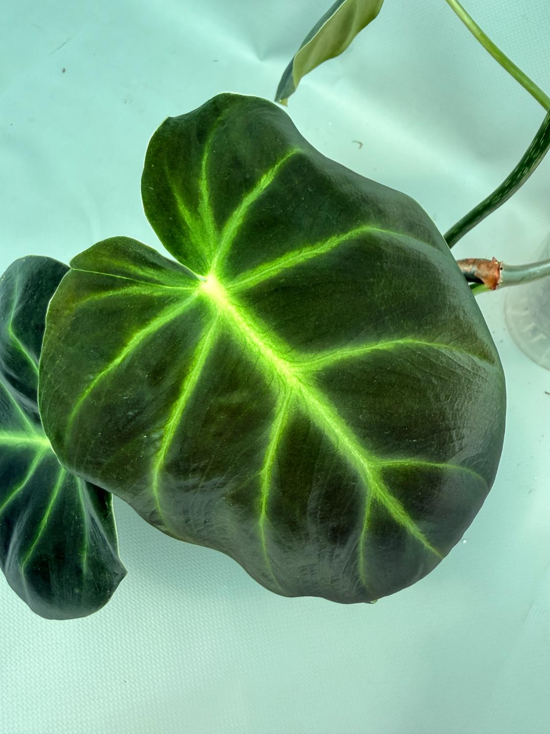 Philodendron Luxurians