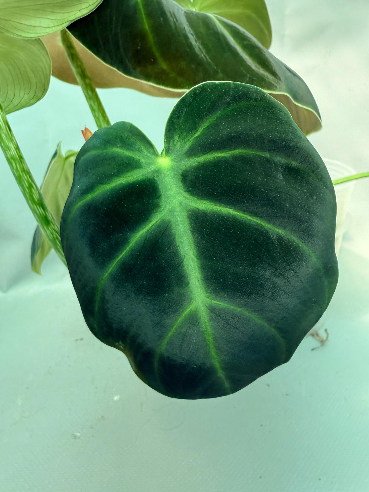 Philodendron Luxurians