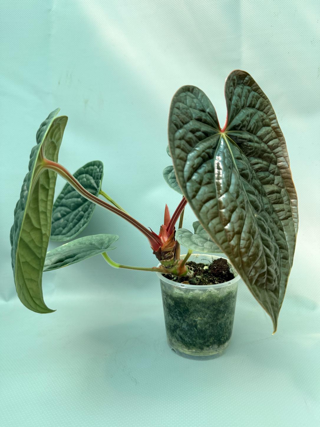 Philodendron Luxurians 01