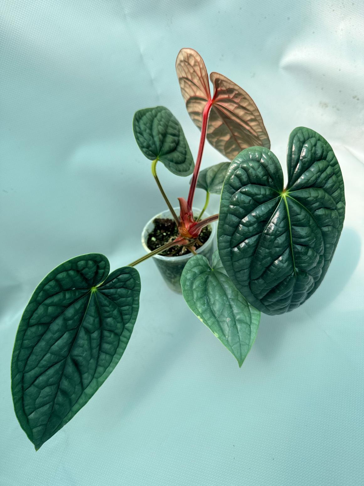Philodendron Luxurians 02