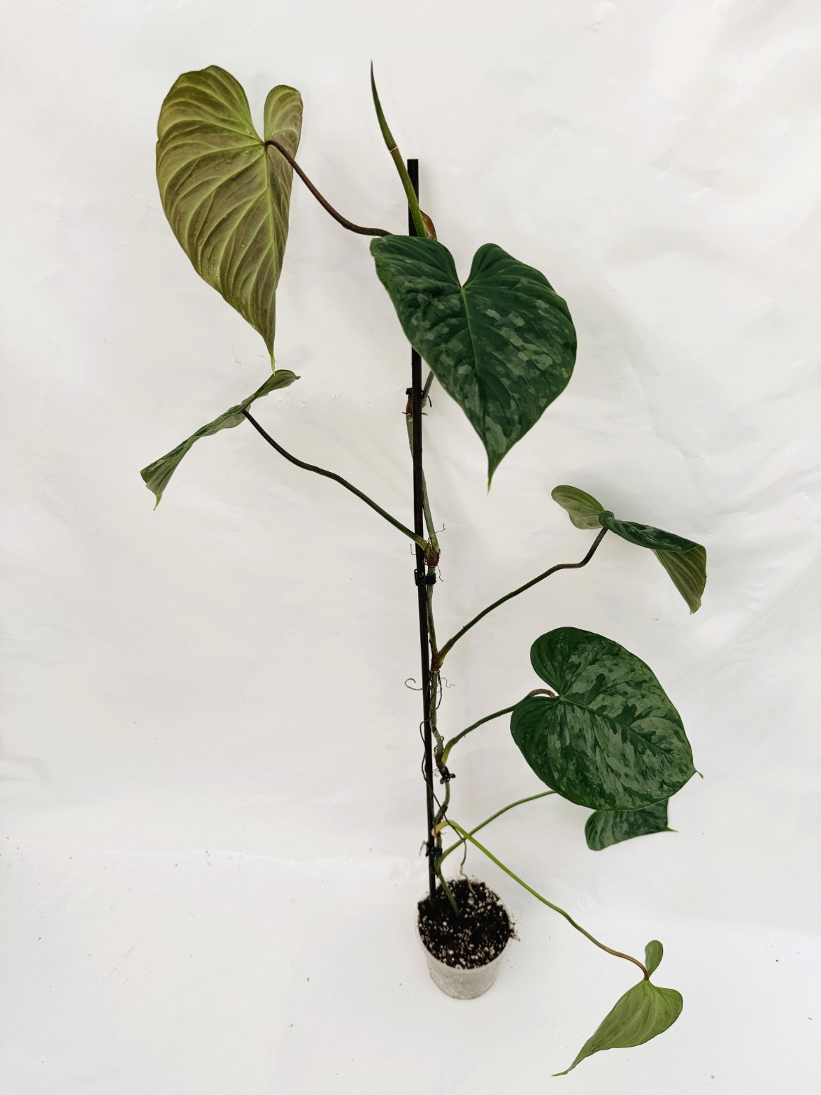 Philodendron_majestic