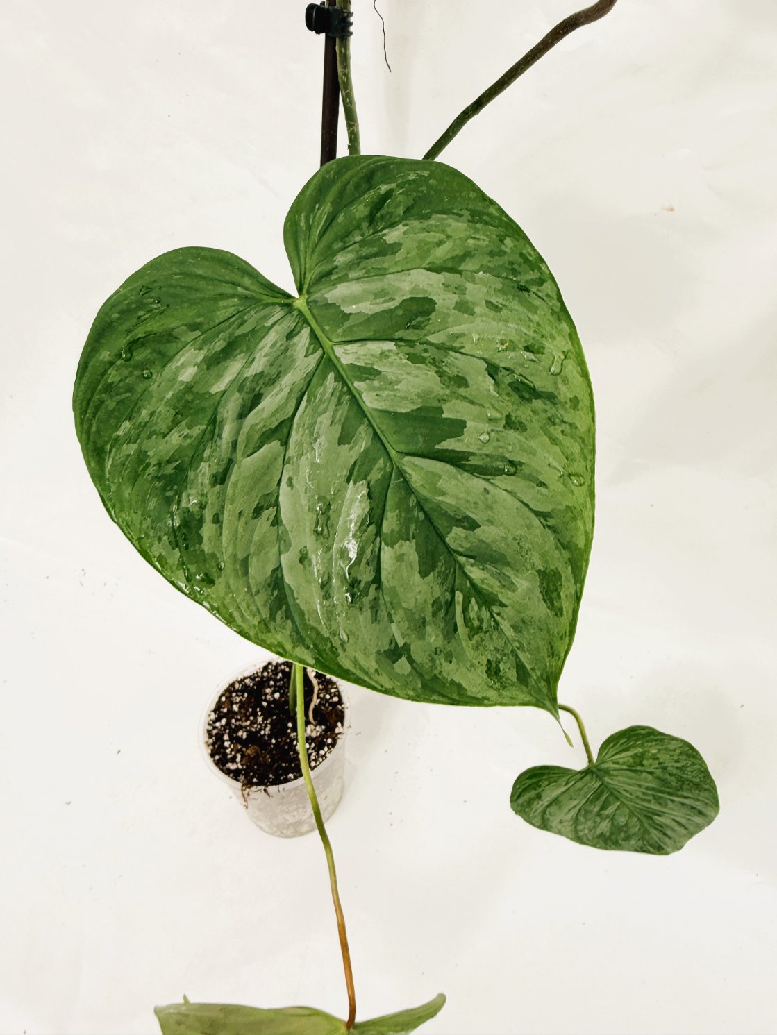 Philodendron_majestic