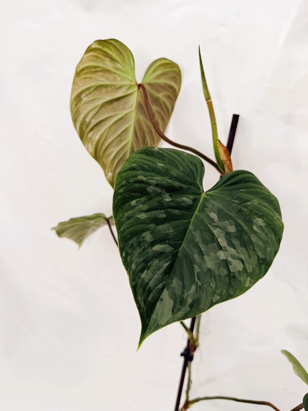 Philodendron_majestic