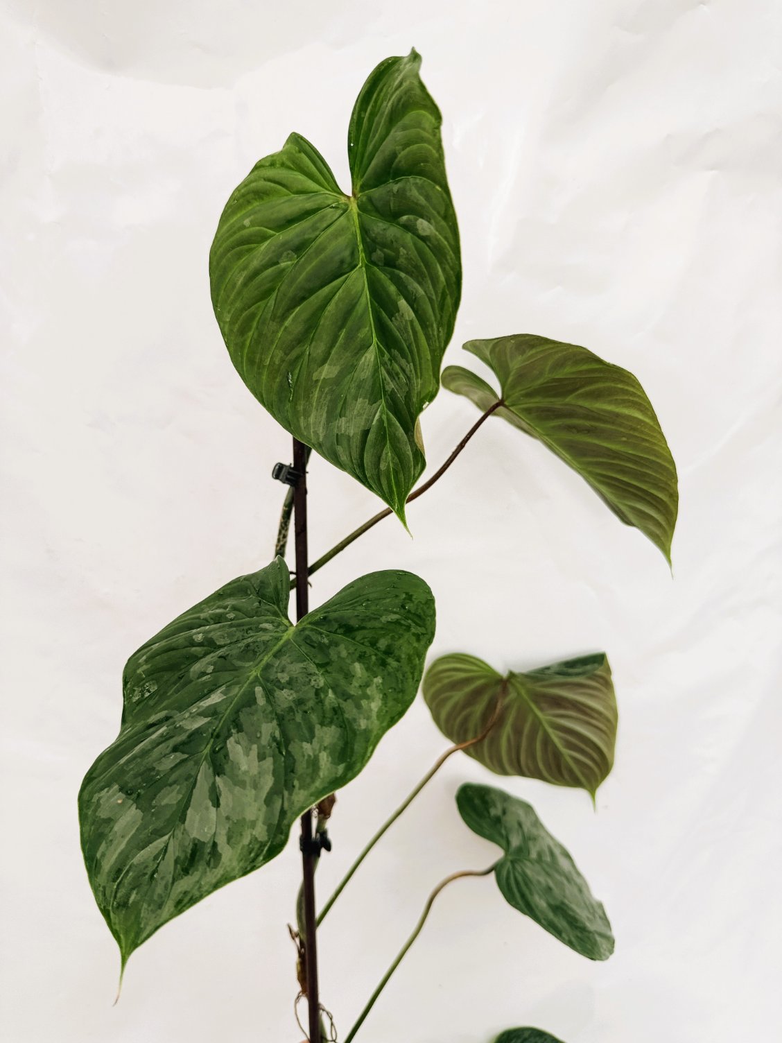 Philodendron_majestic