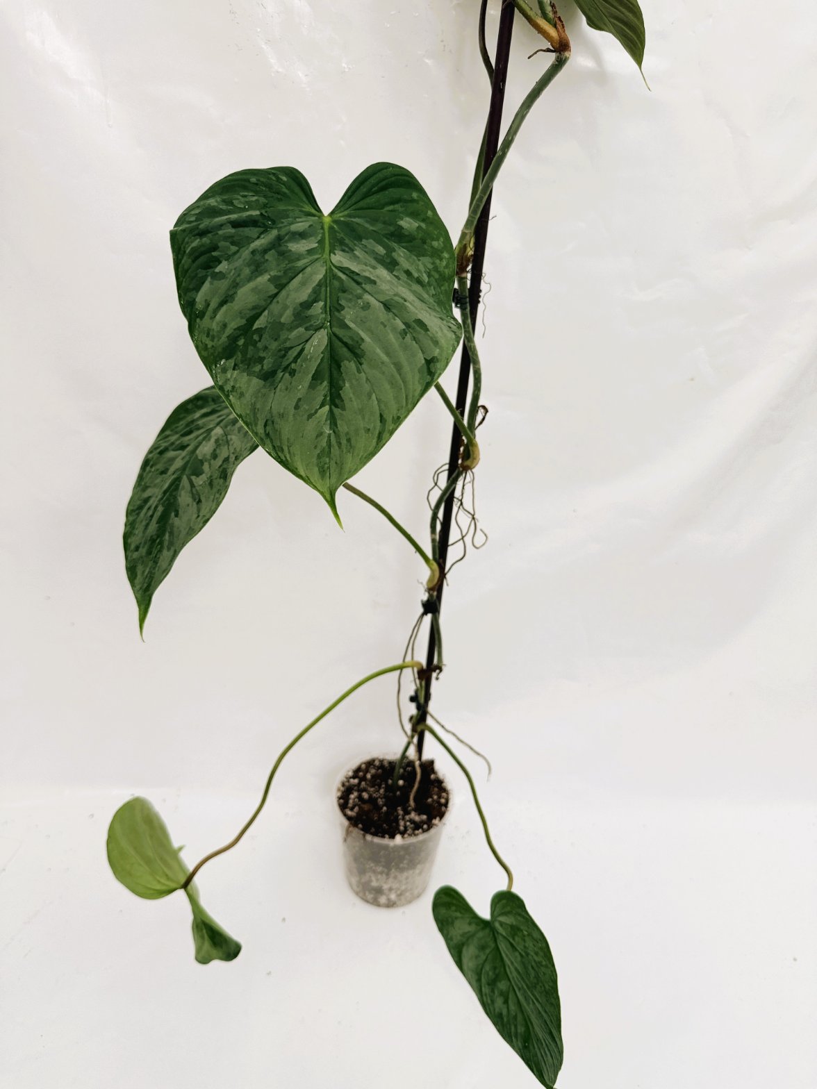 Philodendron_majestic