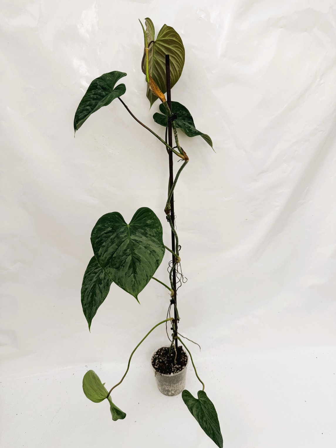 Philodendron_majestic