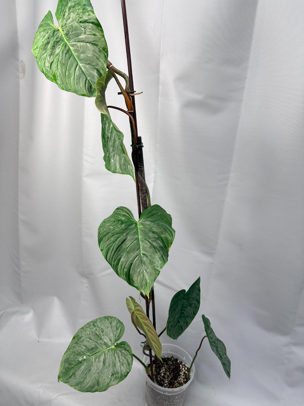 Philodendron Majestic XL 1