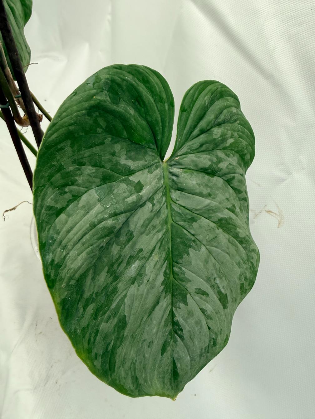 Philodendron Majestic XL 3