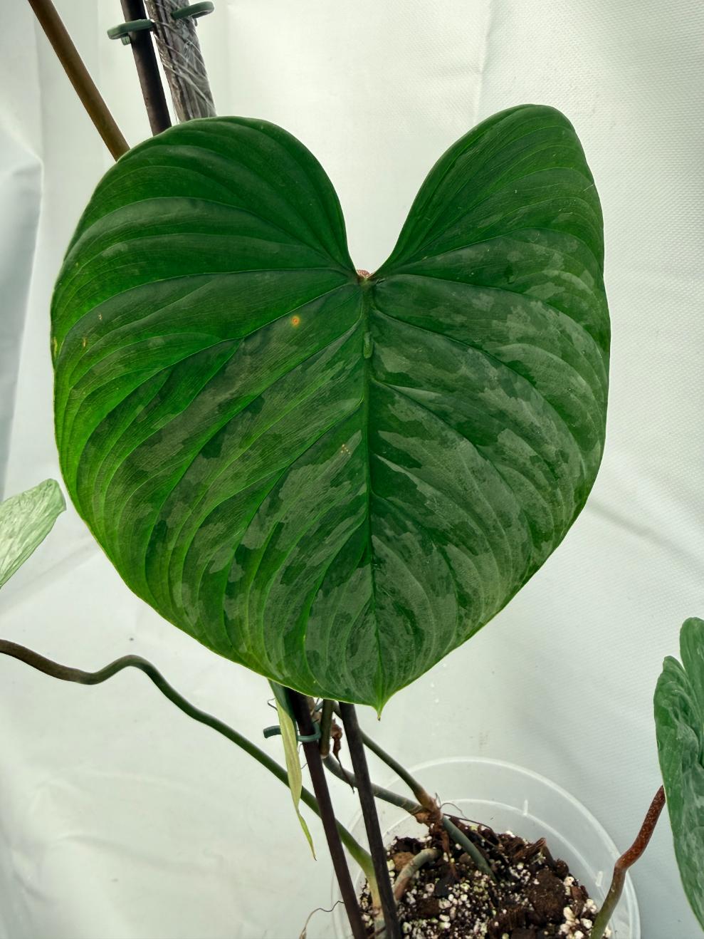 Philodendron Majestic XL 4