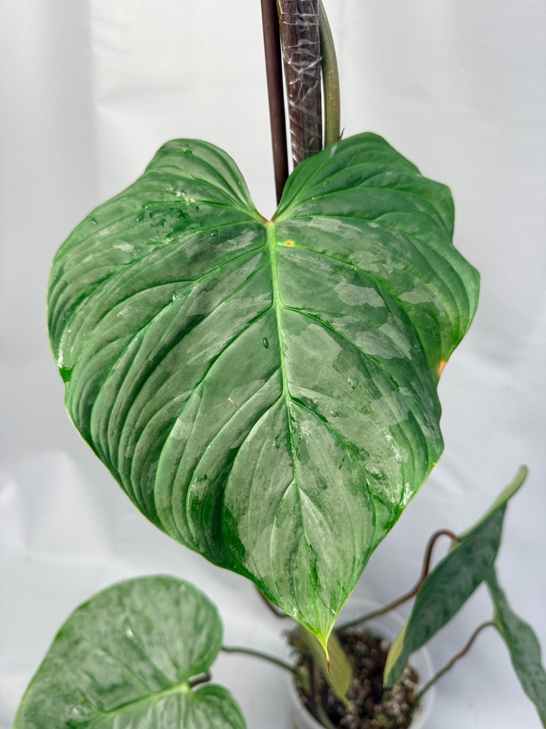 Philodendron Majestic XL 5