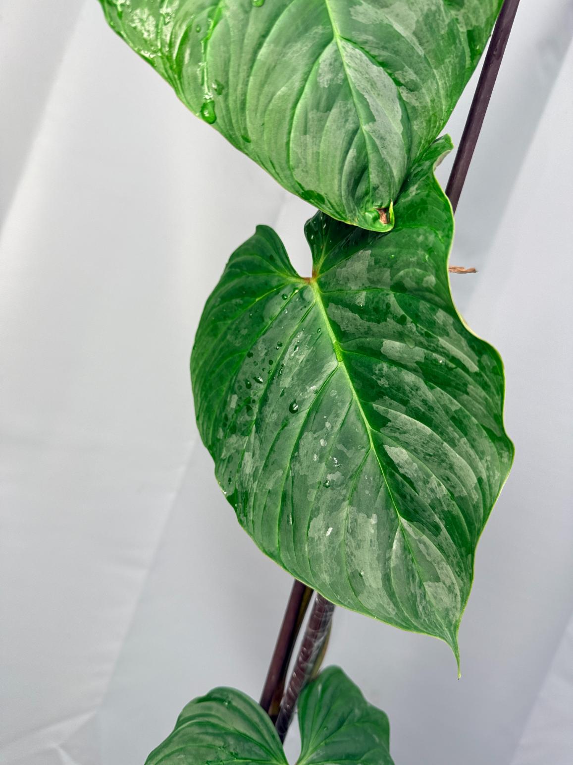 Philodendron Majestic XL 6