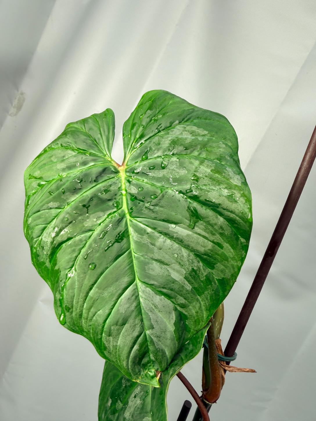 Philodendron Majestic XL 7