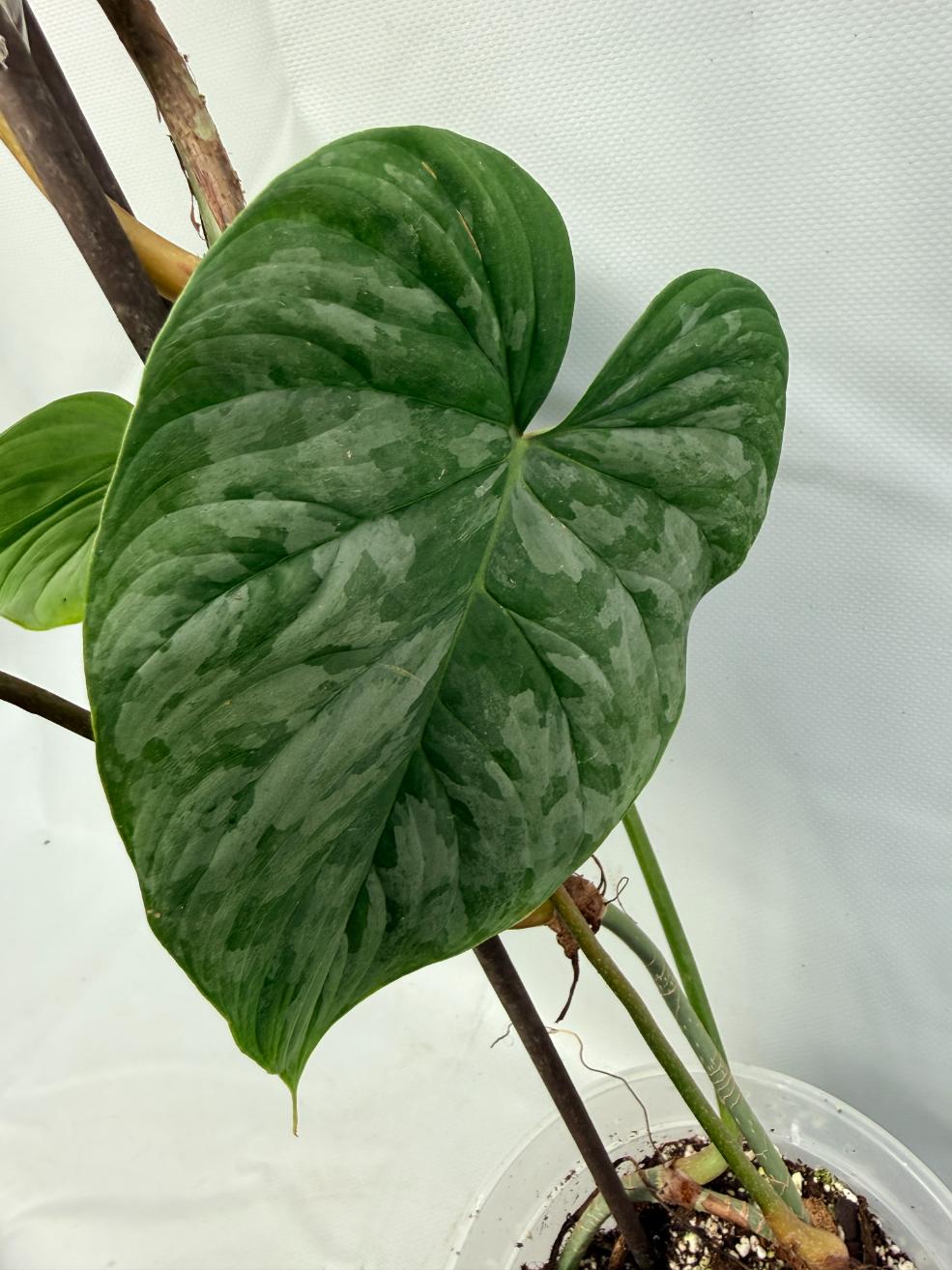 Philodendron Majestic XL 8