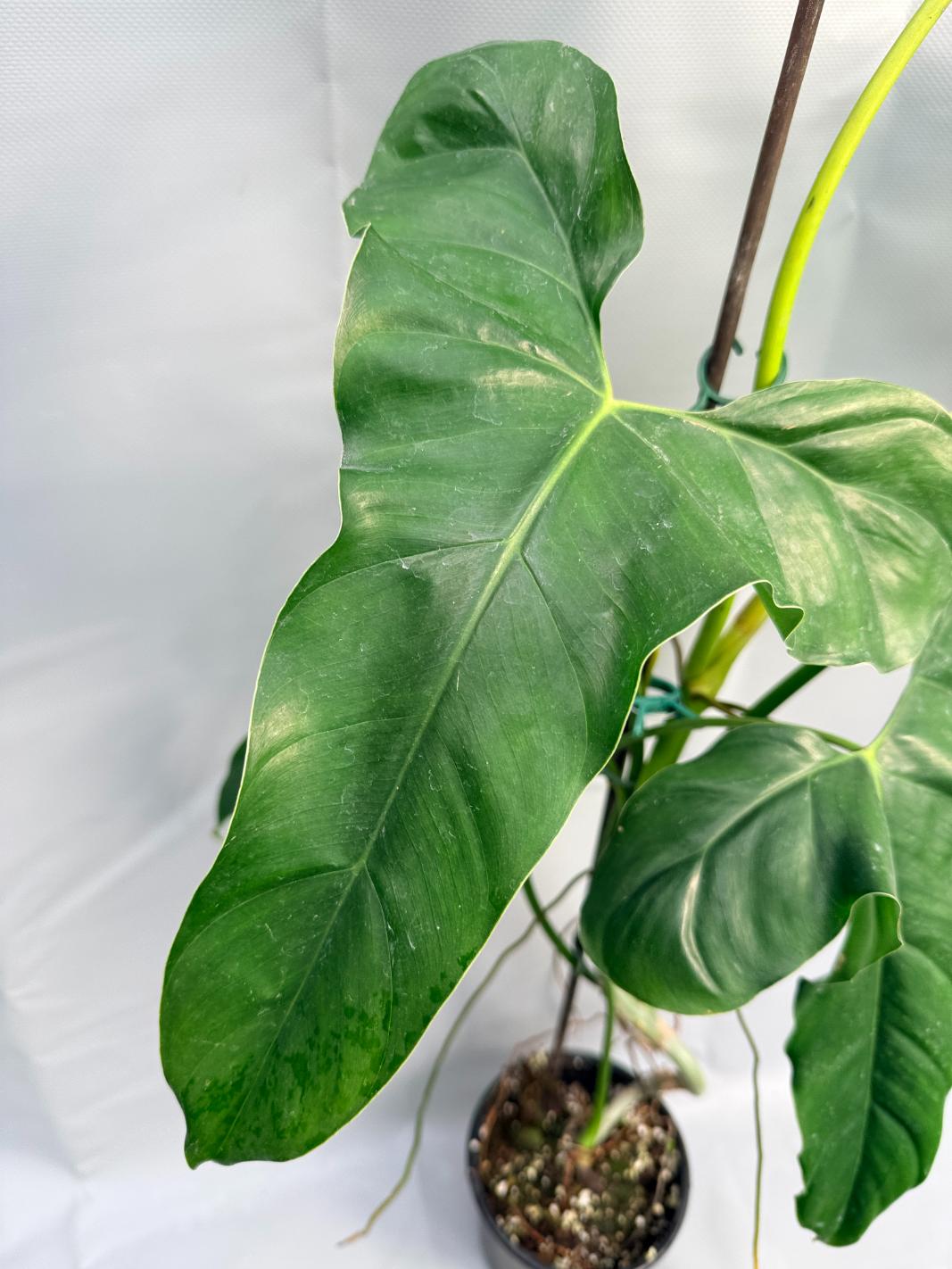 Philodendron mexicanum XXL 3