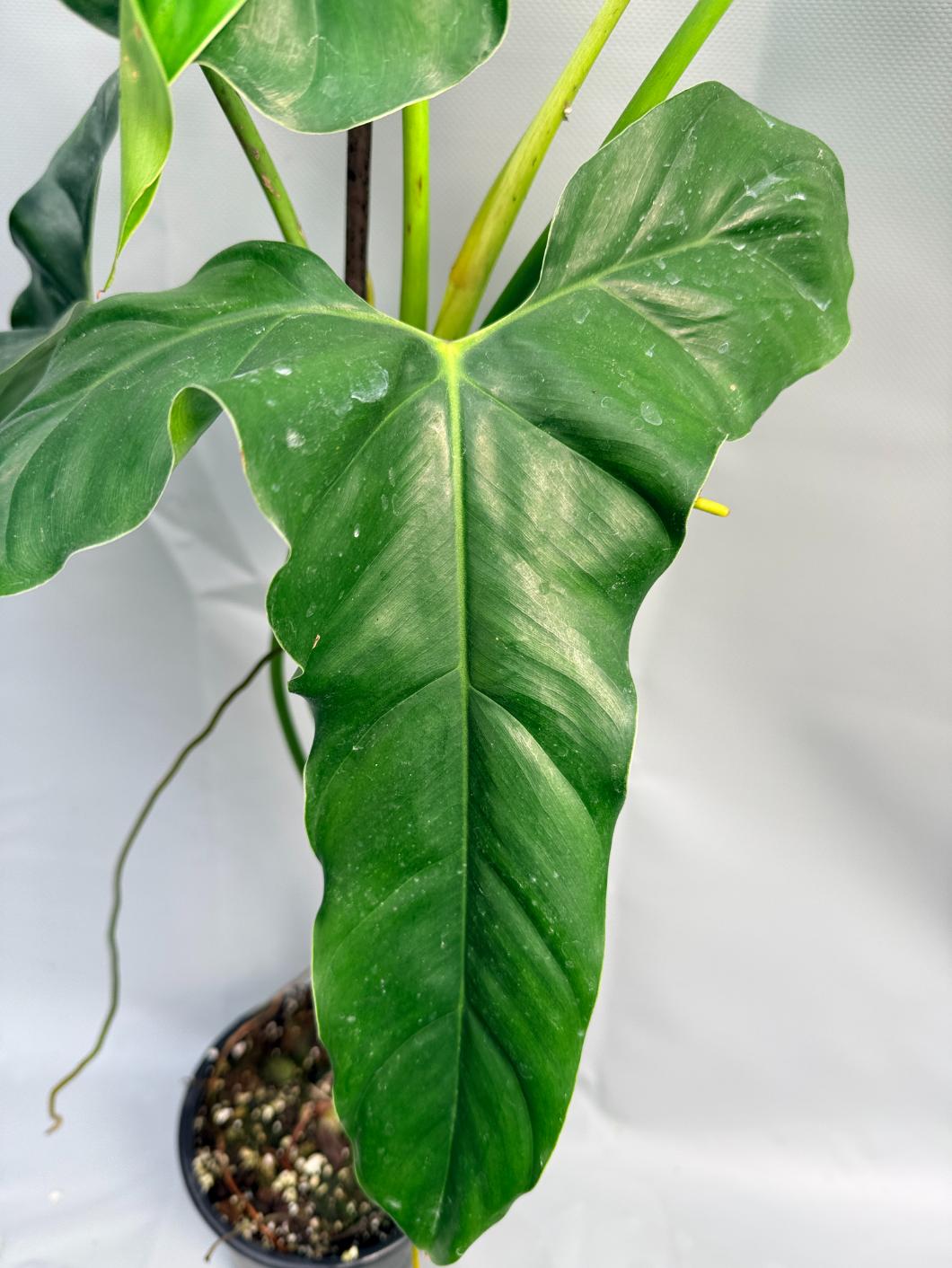 Philodendron mexicanum XXL 4