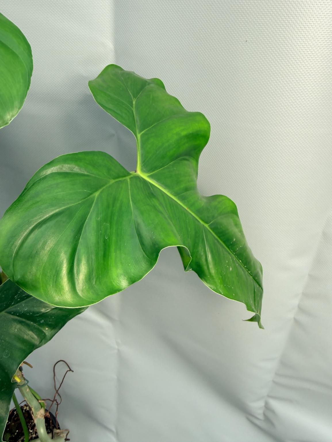 Philodendron mexicanum XXL 6