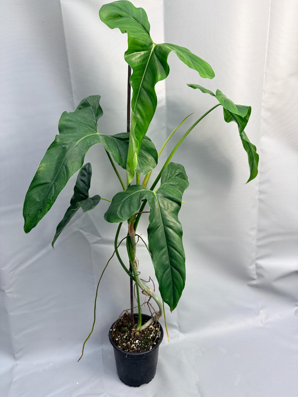 Philodendron mexicanum XXL 7