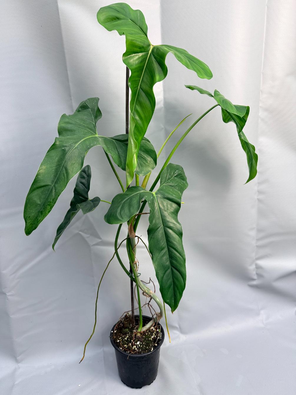 Philodendron mexicanum XXL 8