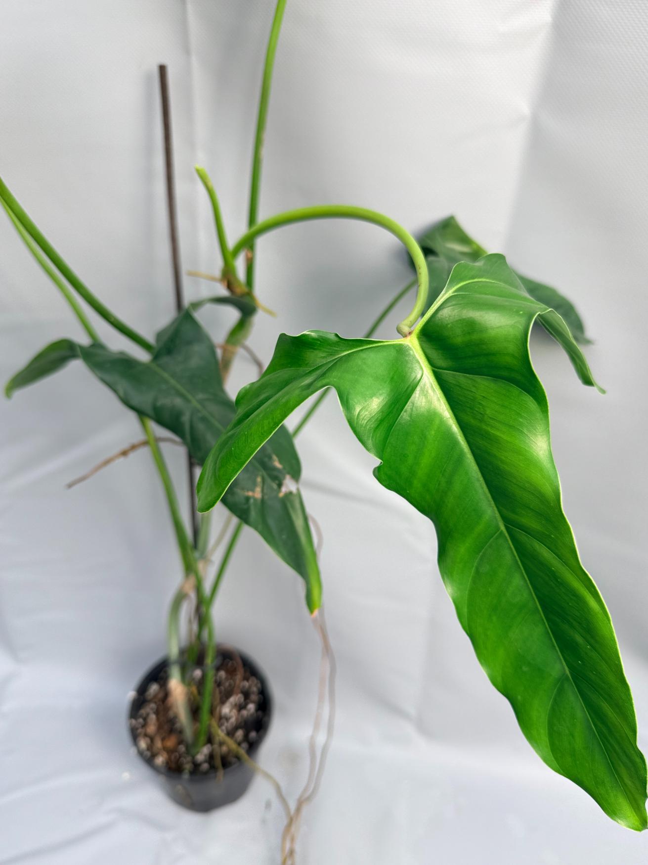 Philodendron mexicanum XXL 20