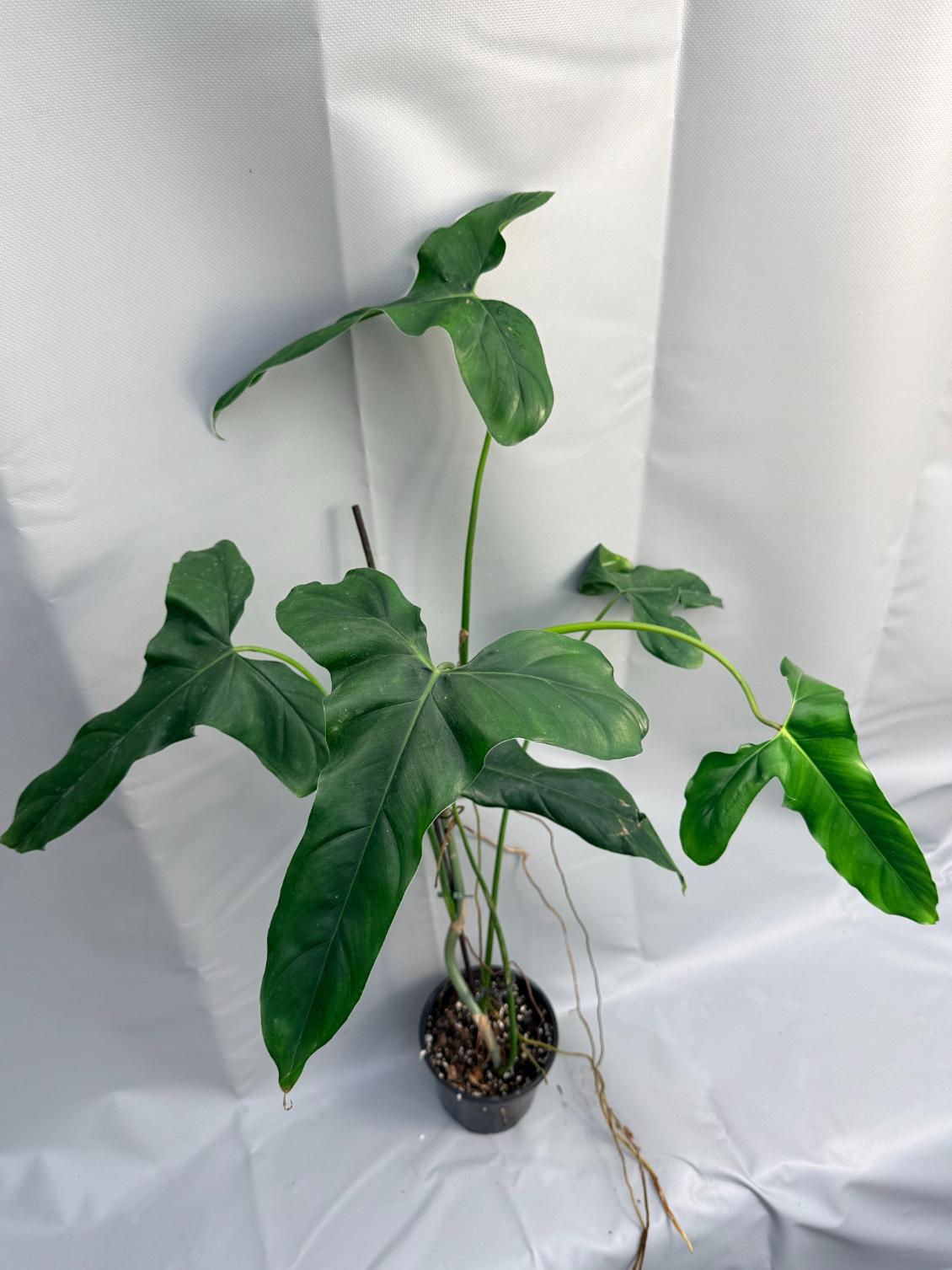 Philodendron mexicanum XXL 13